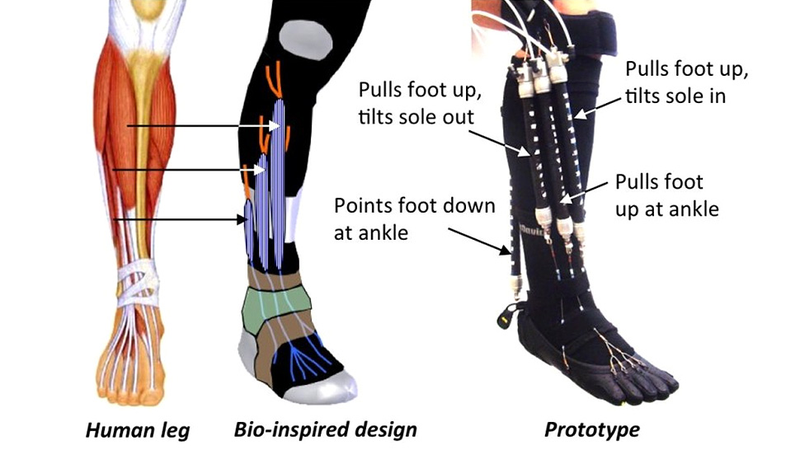 Illustration for article titled These Robotic Super Socks Will Aid Rehabilitation